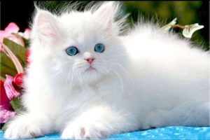 انگل‌ ها و کرم‌ ها در حیوانات خانگی
