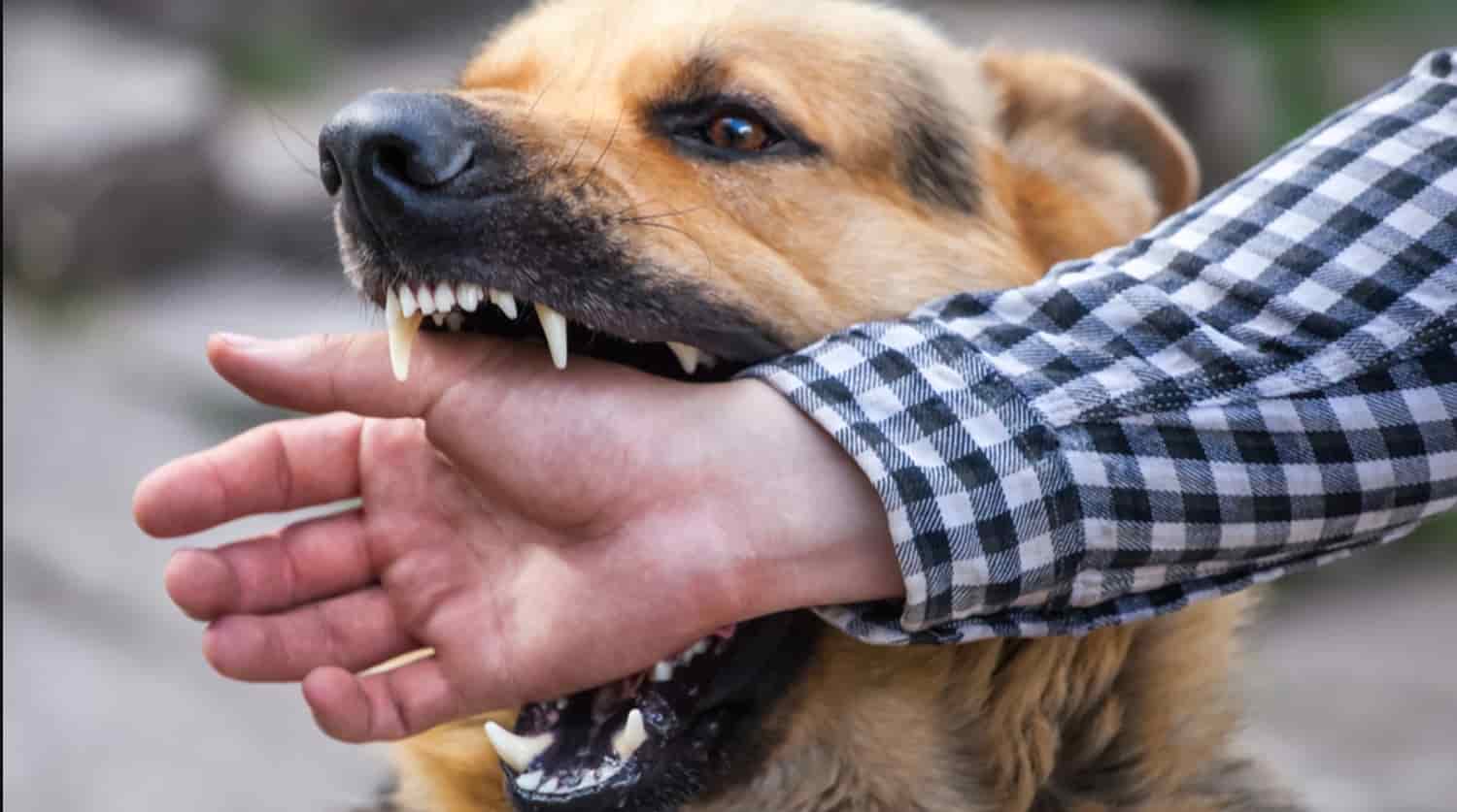 بیماری قابل انتقال حیوانات به انسان ها